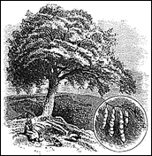 Carob tree and seed pods