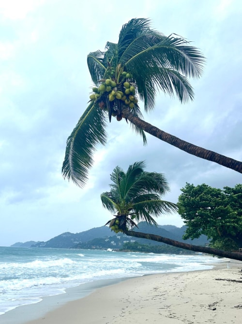 Palms on island